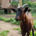 Bed & Breakfast Equitare Rural Miranda do Corvo