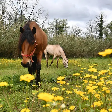 Bed & Breakfast Equitare Rural 3*