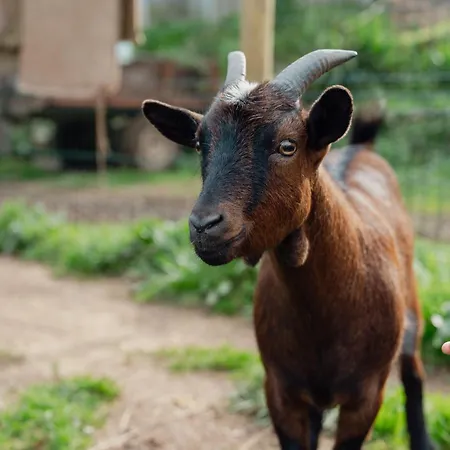 Bed and Breakfast Equitare Rural Miranda do Corvo