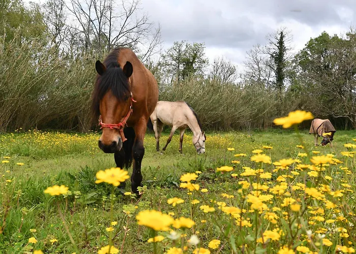 Alojamento de Acomodação e Pequeno-almoço Equitare Rural 3*