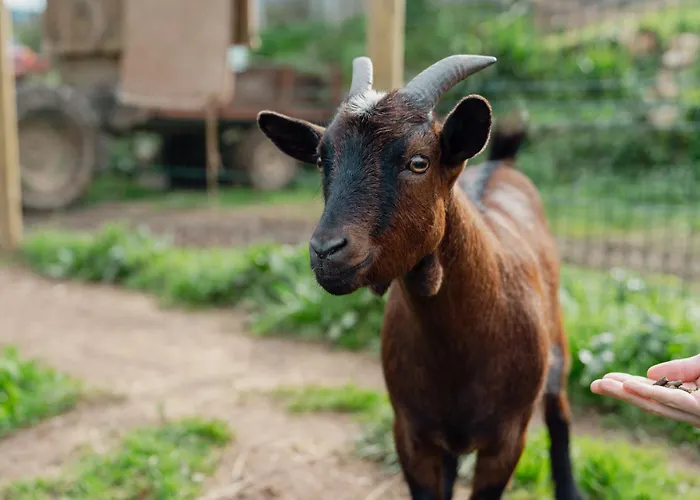 Alojamento de Acomodação e Pequeno-almoço Equitare Rural Miranda do Corvo